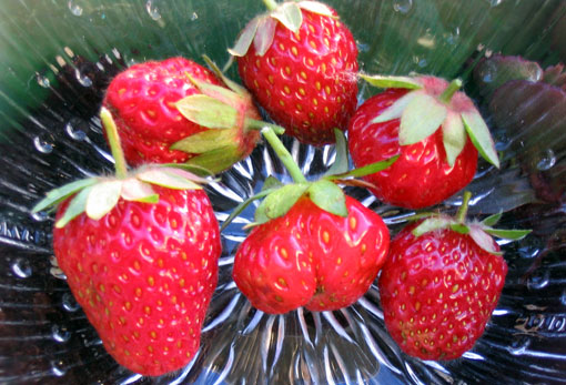 Erdbeeren