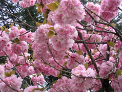 blühender Baum