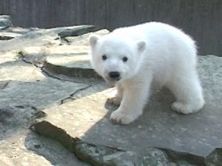 Knut